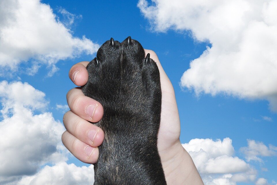 Hand holding a dog black paw