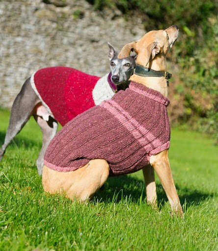 two dogs in sweaters